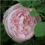 MADAME PIERRE OGER (Historic) (Bourbon)